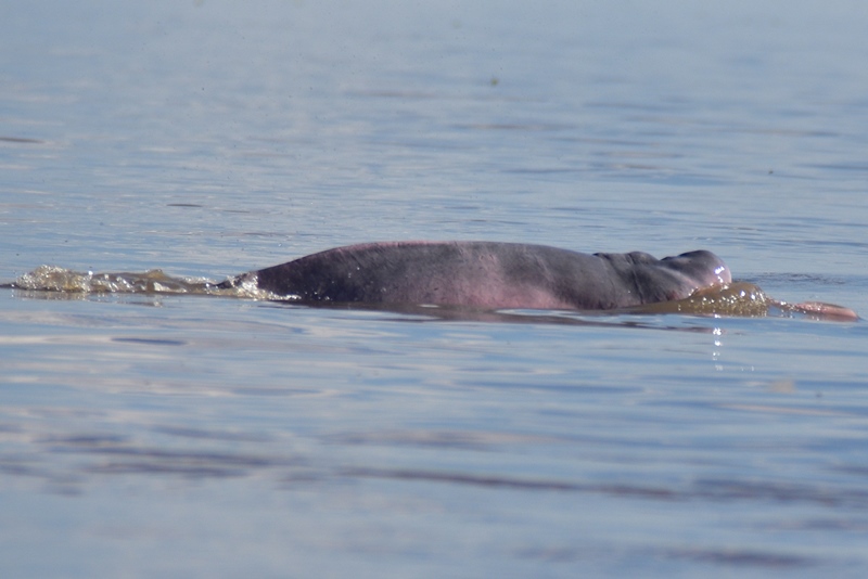 Man skal være hurtig for at fotografere en floddelfin