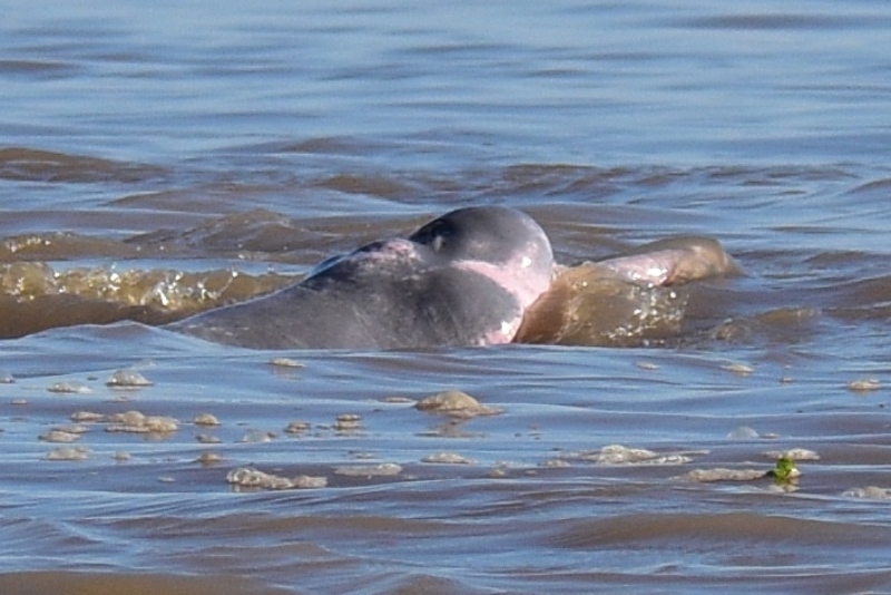 Hovedet af en floddelfin i Colombia