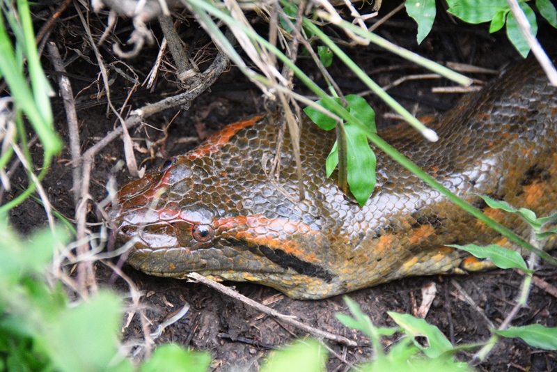 Hovedet af en anakonda på ca. 3½ meter, Los Llanos, Colombia