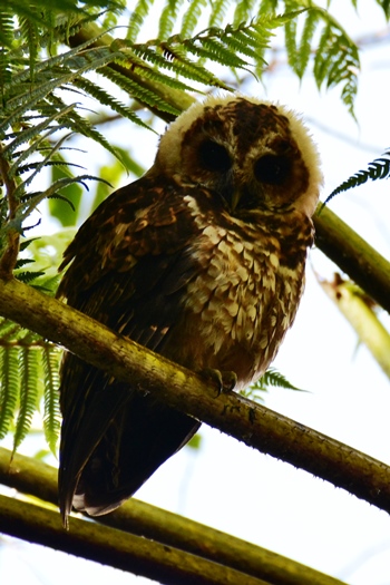 Rufous-banded owl