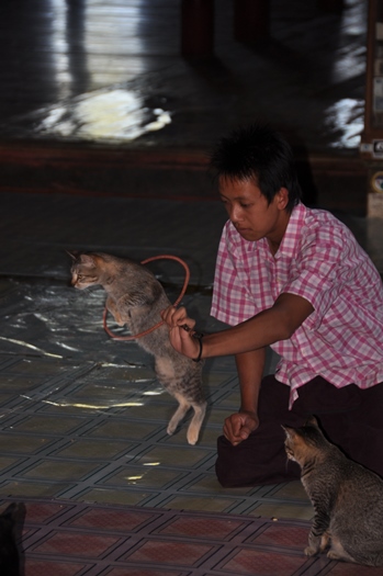 Katteshow i tempel på Inle-søen, Myanmar