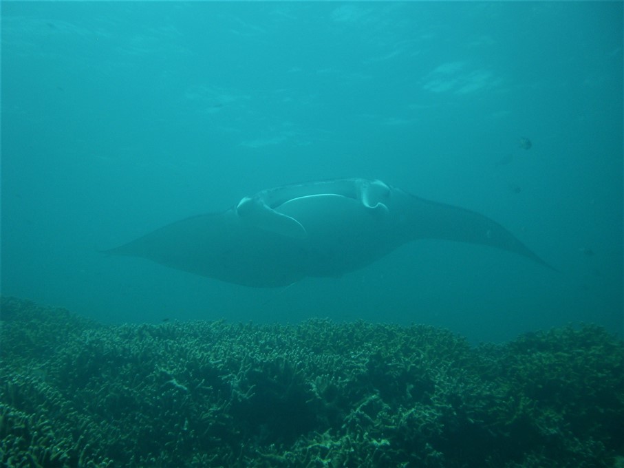 Dykning med djævlerokker