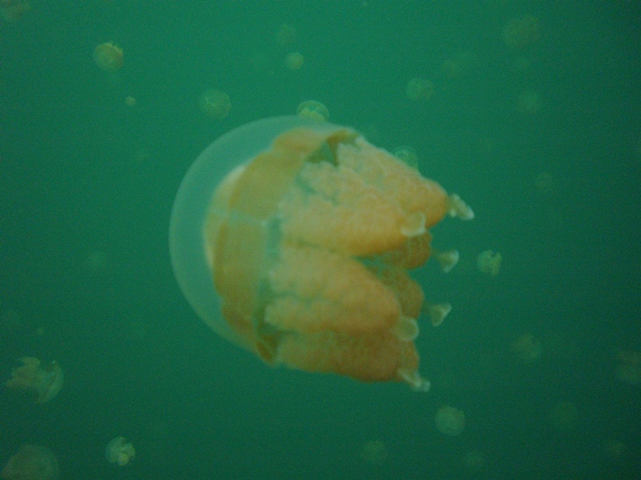 Jellyfish Lake, Palau
