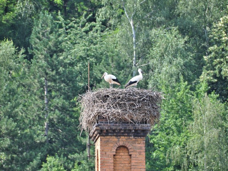 Storken er landet, Bulgarien