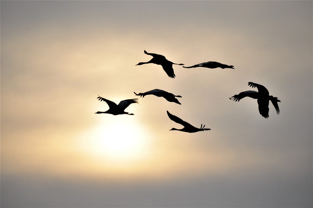 Tranedans ved Hornborgasjön