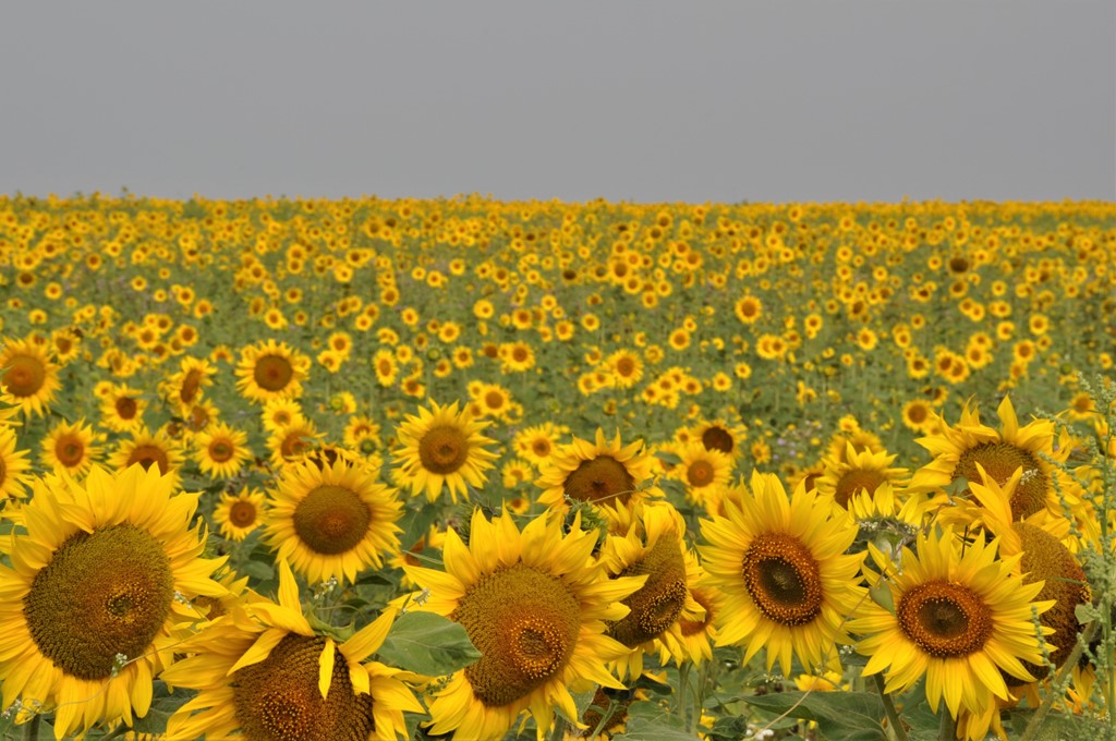 Forventningens glæde…