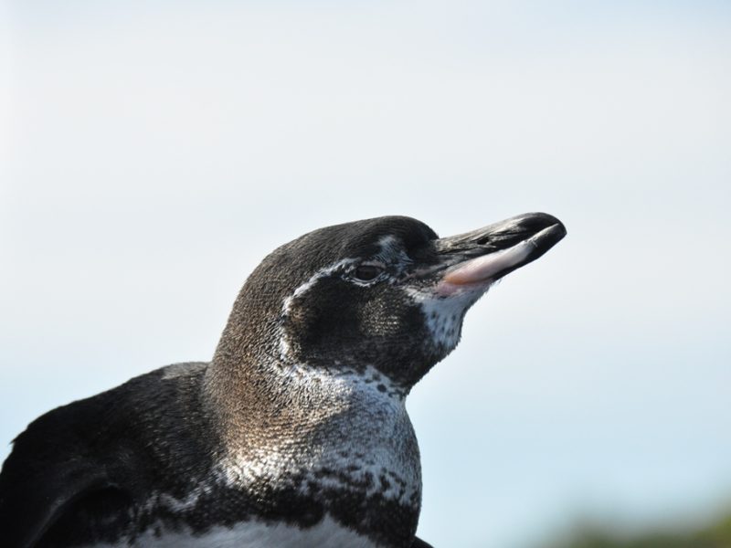 Pingvin på vores cruise på Galapagos