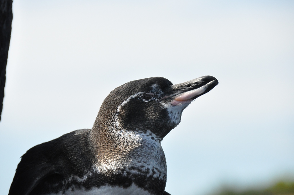 Cruise på Galapagos
