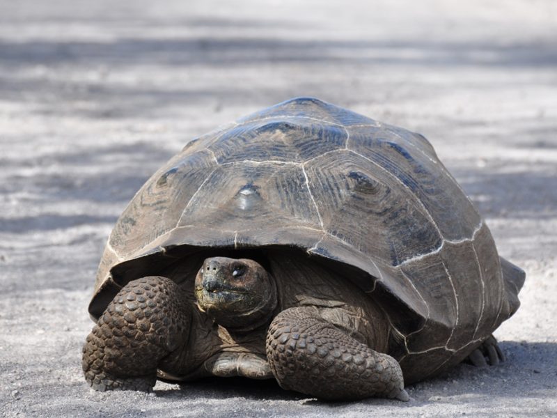 En fin landskildpadde på Galapagos
