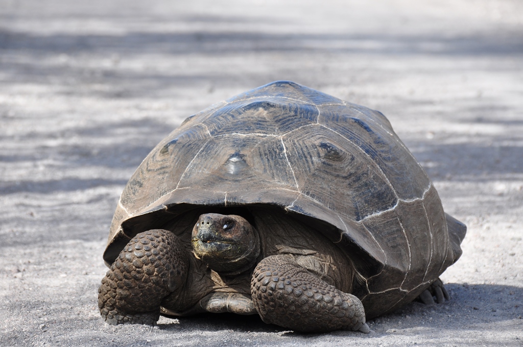 Galapagos på egen hånd