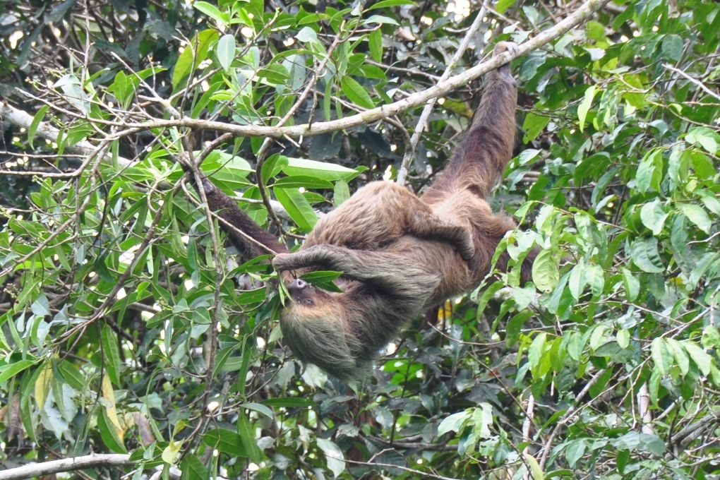 Spændende oplevelser i Cuyabeno, Amazonas