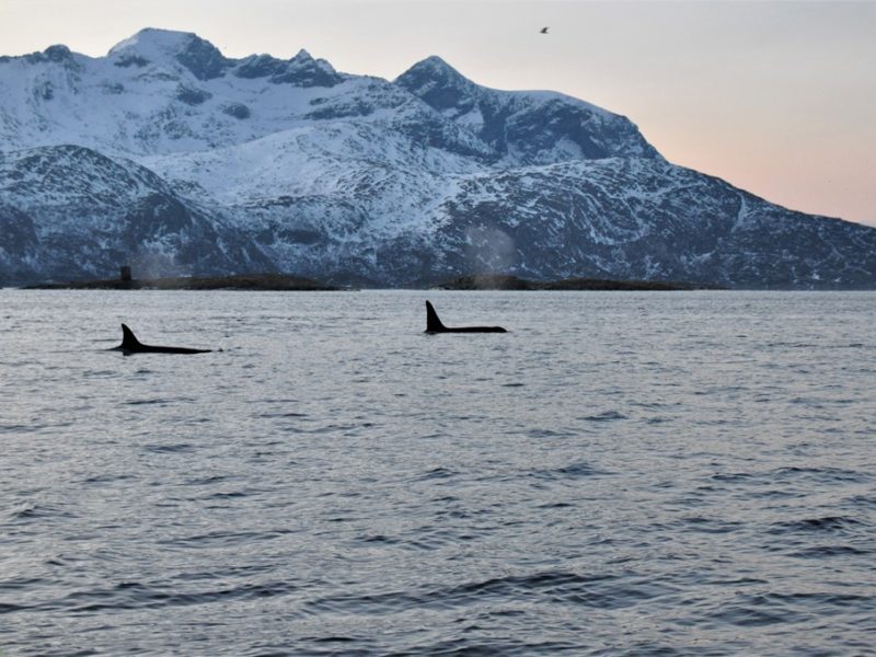 To smukke spækhuggere ved Tromsø, Norge