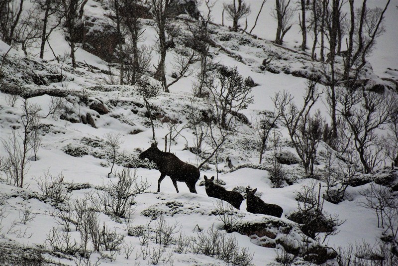 Tre elge på tur nær Tromsø