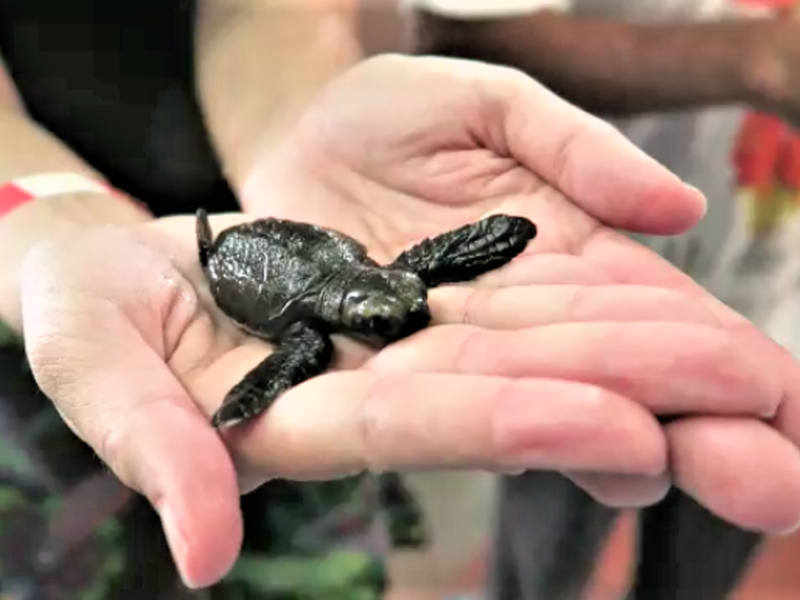 Fik lov at holde en lille skildpadde på Isla Mujeres, Mexico