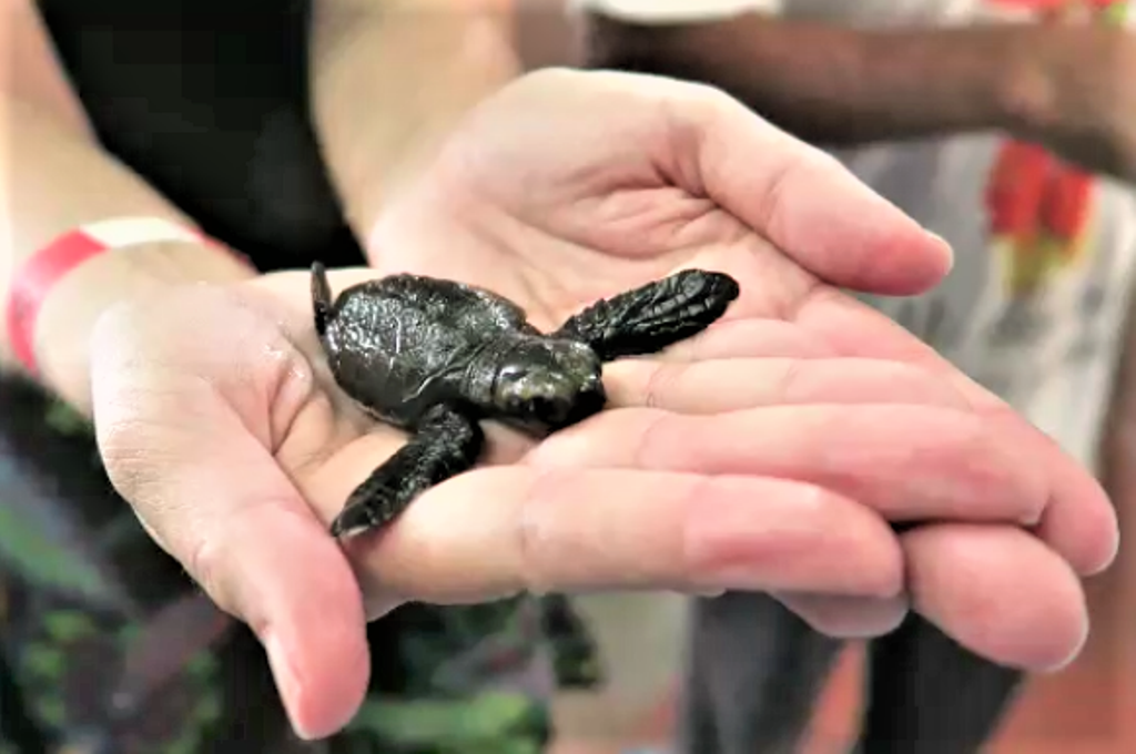 På skildpaddejagt og besøg på Tortugranja