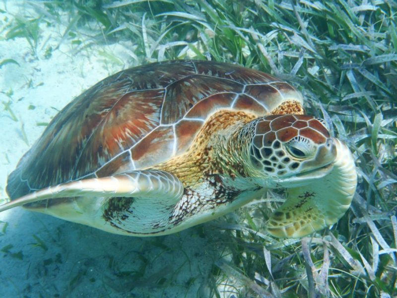 En sød skildpadde ved Caye Caulker i Belize