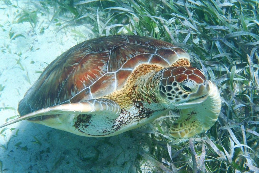 Caye Caulker, Belize