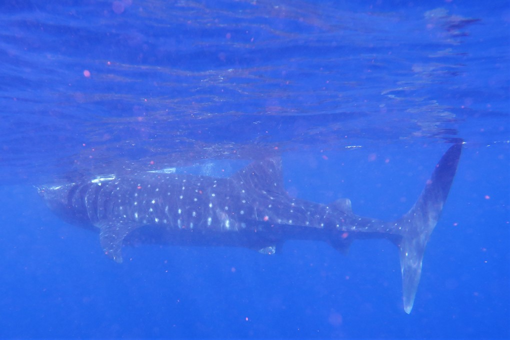 Hjem til hvalhajerne