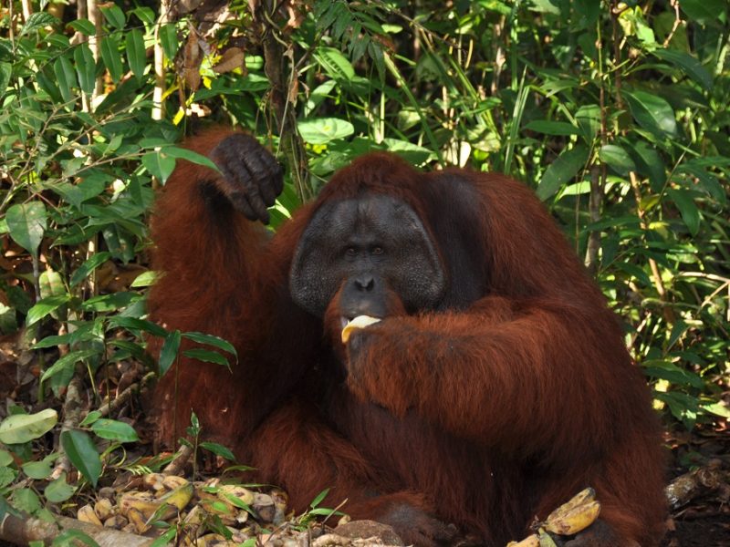 En orangutang på Kalimantan, Indonesien