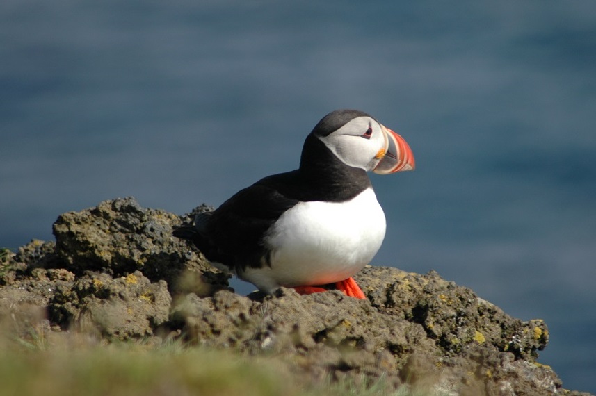 Island – landet af ild og is