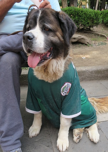 Hund i mexicansk fodboldtrøje i Mexico City