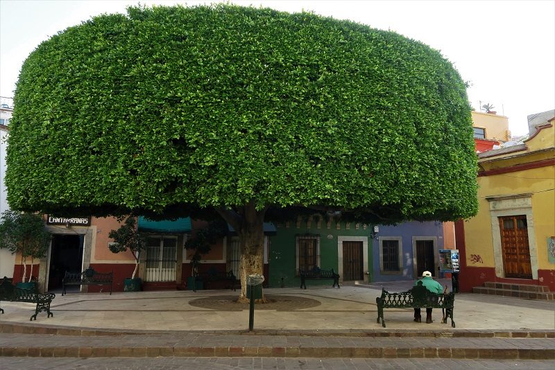 Træer klippet i facon, Guanajuato, Mexico