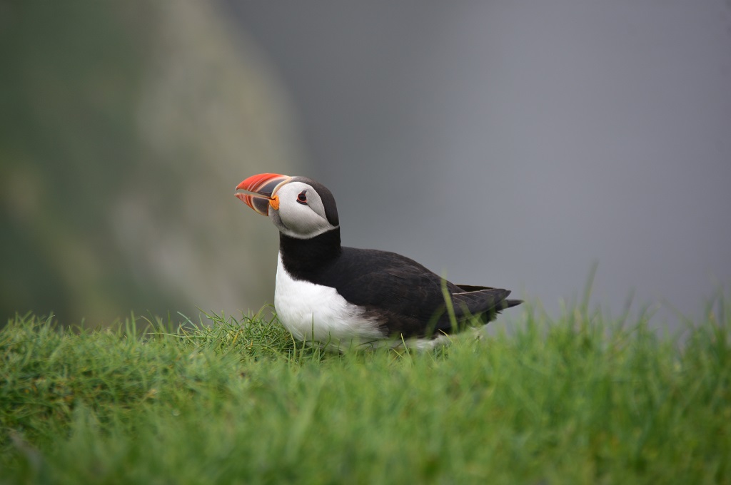Magiske Mykines med båd og helikopter