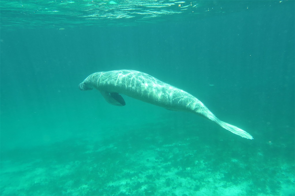 Snorkling med søkøer ved Caye Caulker