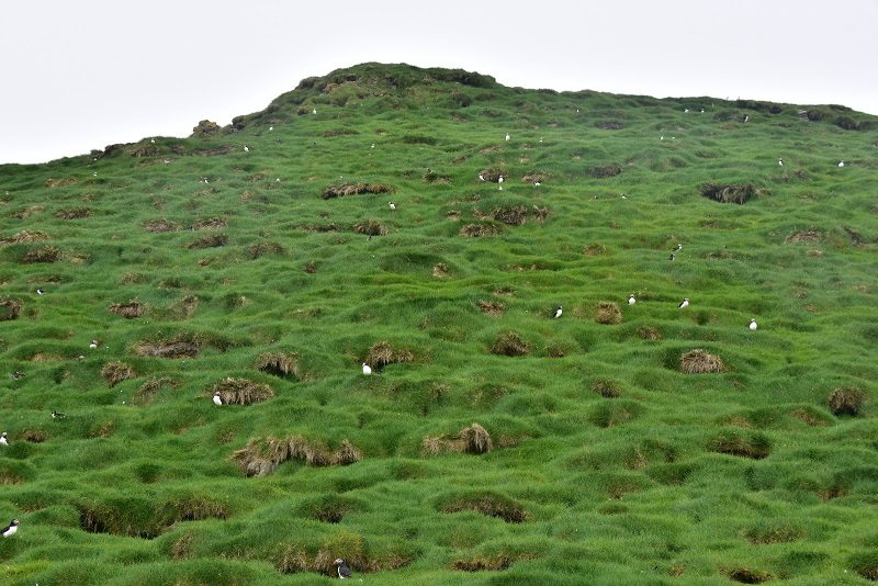 Lundeland, Mykines, Færøerne