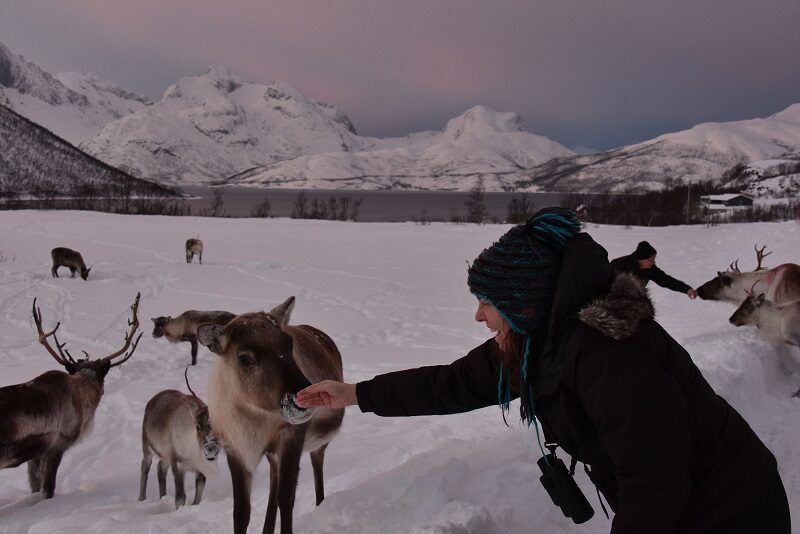 Vi hilser på rensdyr på Kvaløya.