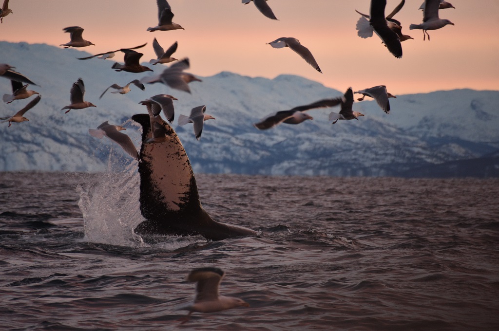 Hvalsafari ved Skjervøy
