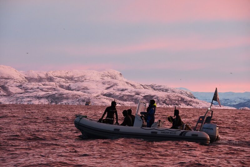 Snorklere på vej i vandet med spækhuggere, Norge