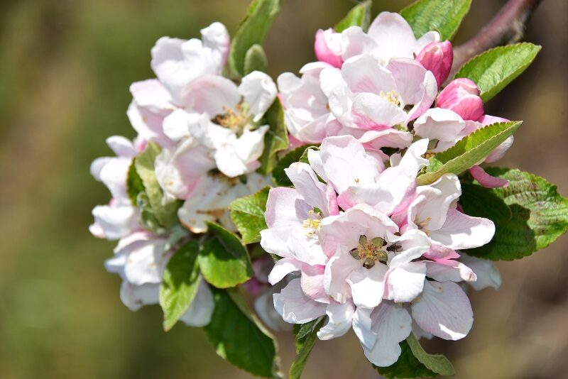 Æbleblomster på Lilleø