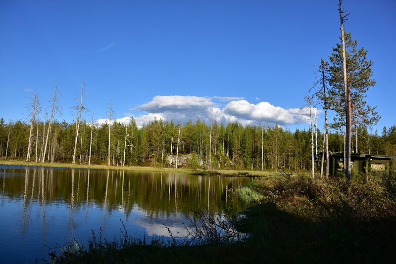 Hide ved skovsø, Finland