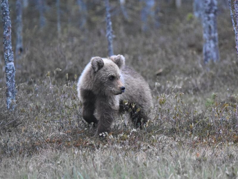 En nysgerrig bjørneunge i Finland