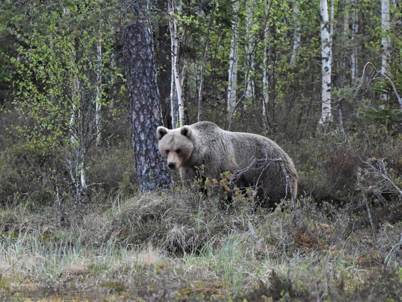 En hunbjørn ved Wild Brown Bear, Finland