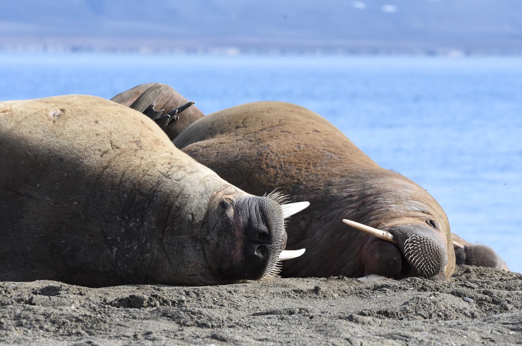 Svalbard