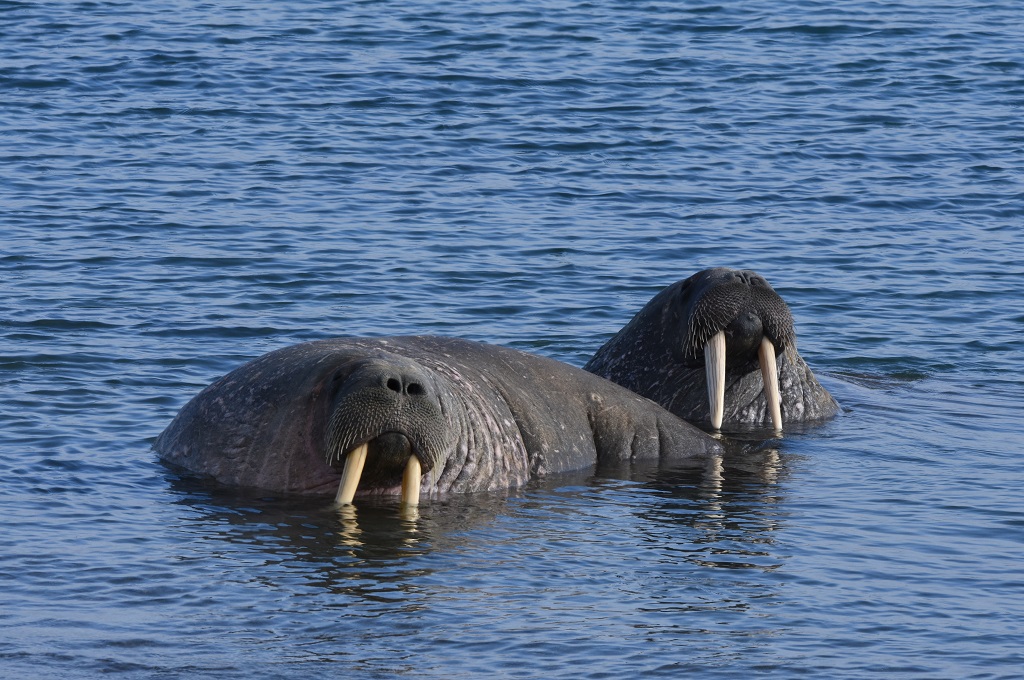 Helt tæt på hvalrosser