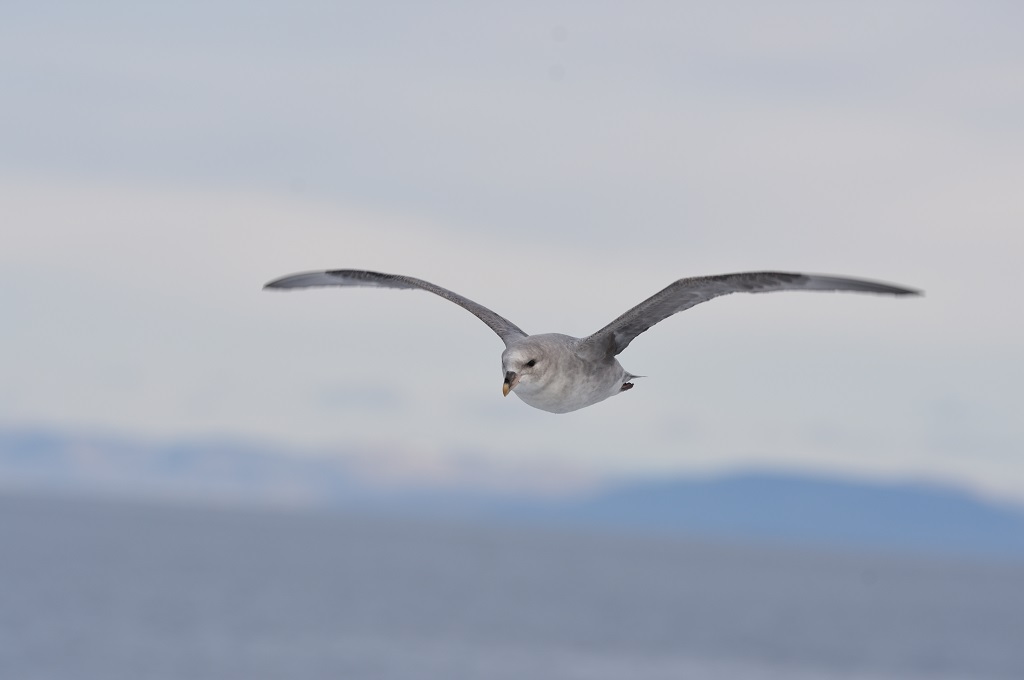 Planlægning af vores rejse til Svalbard