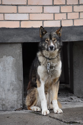 Slædehund i Pyramiden, Svalbard