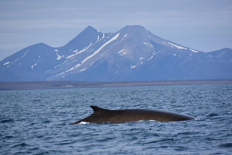 Finhval, Svalbard