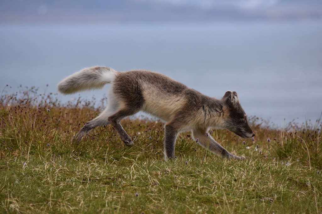 Vores møde med en polarræv