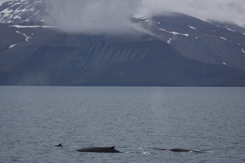 Hvaler ved Svalbard