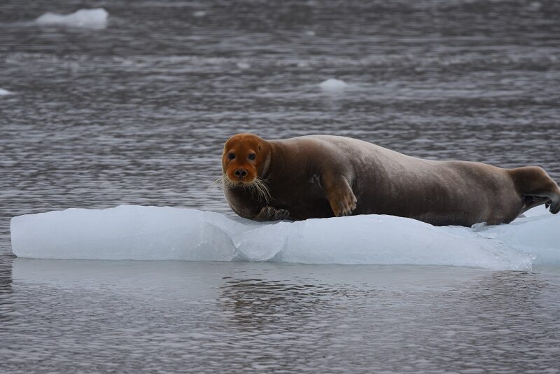 Remmesæl på isen, Svalbard