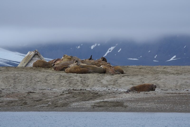 Hvalroskolonien ved Poolepynten, Svalbard