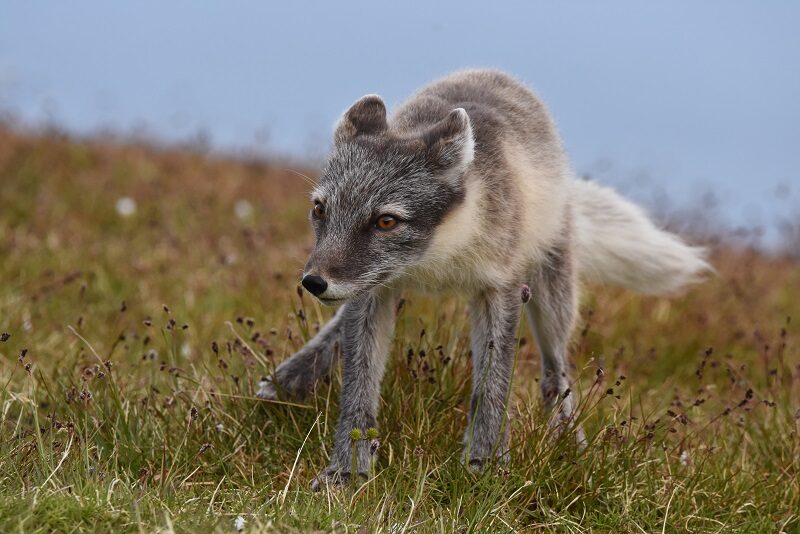 Polarræv på Svalbard