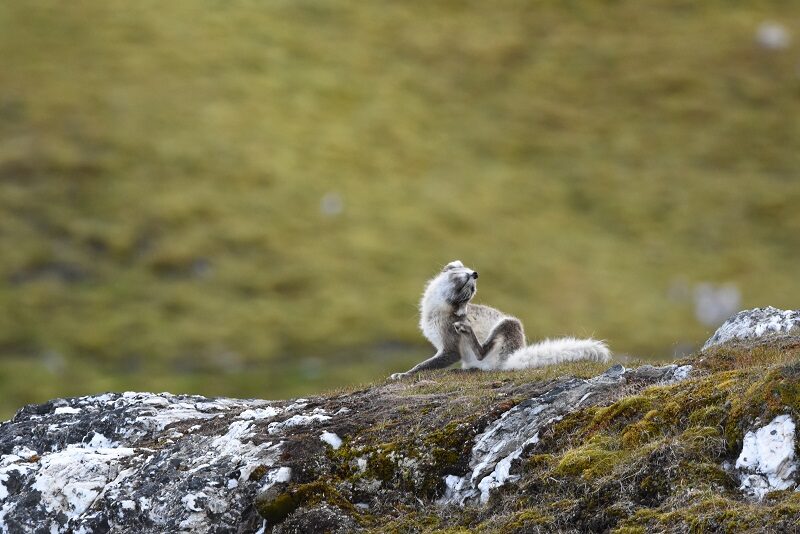 Polarræv på Svalbard