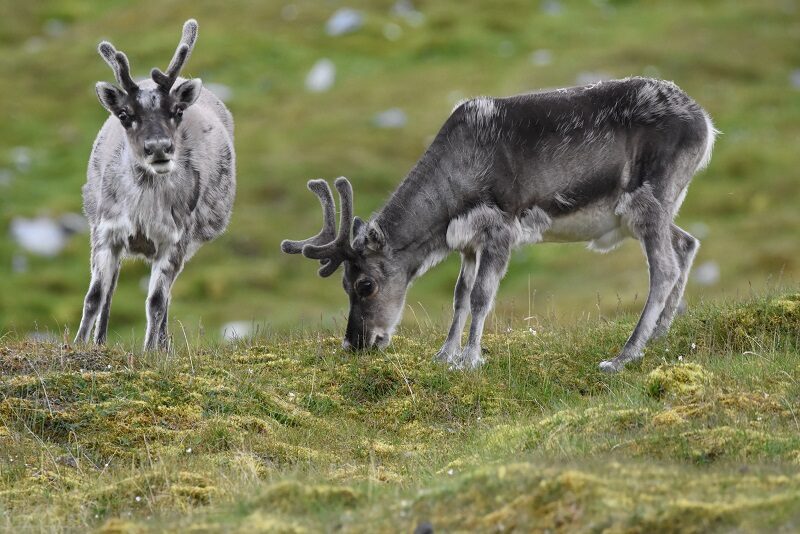 Rensdyr på Svalbard