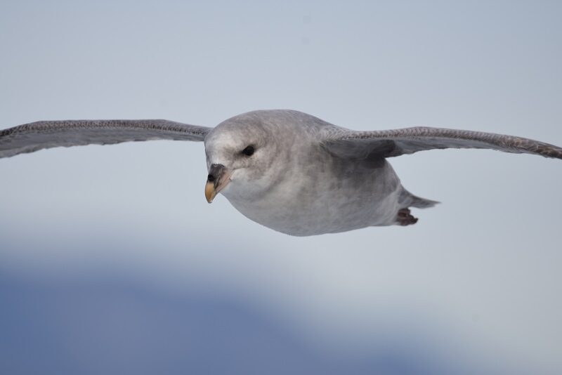 Mallemuk set på vej til Pyramiden, Svalbard