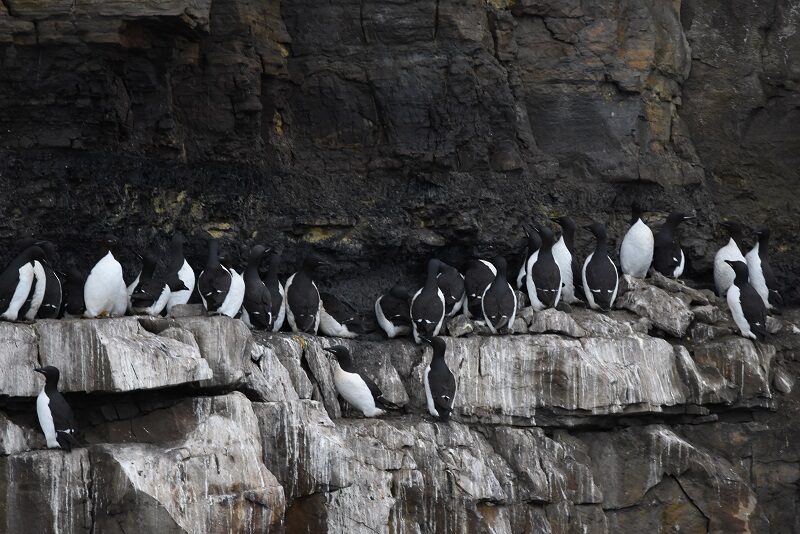 Polarlomvier, Svalbard